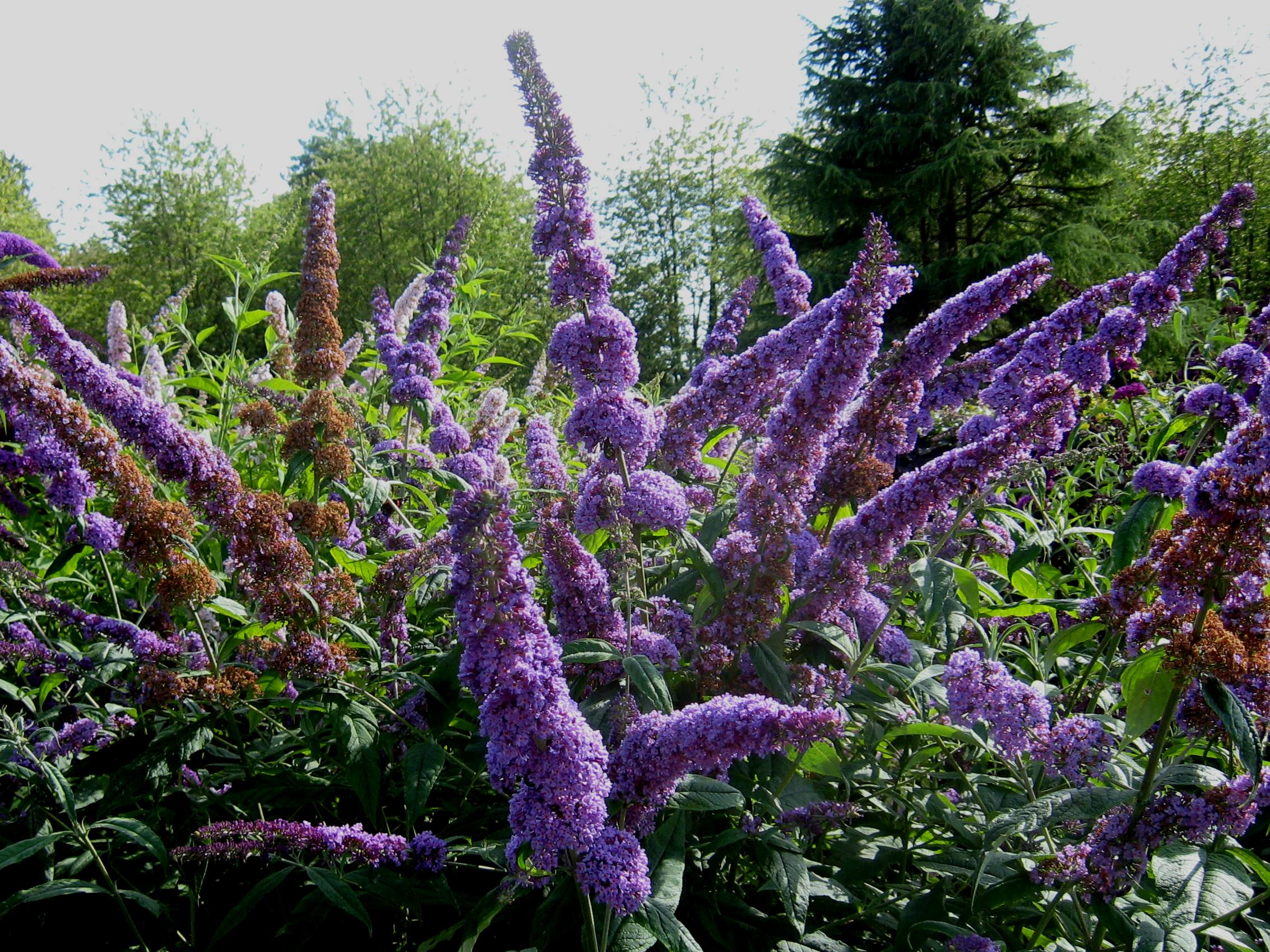 Buddleja davidii 'Orchid Beauty'